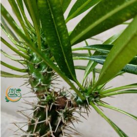 - فروشگاه اینترنتی گل مانلی ( سامیه نظری )