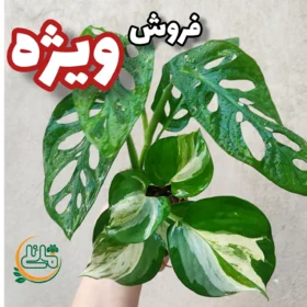 - فروشگاه اینترنتی گل مانلی ( سامیه نظری )