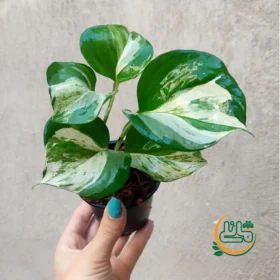 - فروشگاه اینترنتی گل مانلی ( سامیه نظری )