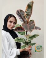 - فروشگاه اینترنتی گل مانلی ( سامیه نظری )