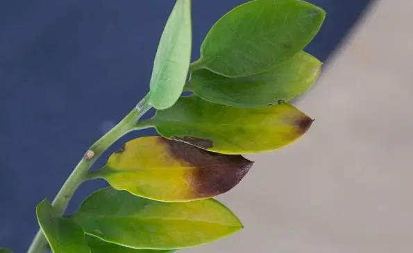 The most common cause of zamophilia leaves turning yellow