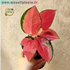 آگلونما سوپر پینک فروشگاهگل مانلی - فروشگاه اینترنتی گل مانلی ( سامیه نظری )