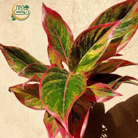 آگلونما لب ماتیکی فروشگاه گل مانلی - فروشگاه اینترنتی گل مانلی ( سامیه نظری )