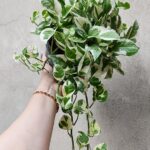 پتوس ارتشی فروشگاه گل مانلی