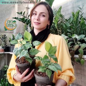 اسکاندیس ابلق فروشگاه گل مانلی - فروشگاه اینترنتی گل مانلی ( سامیه نظری )