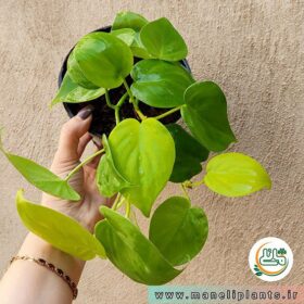 اسکاندیس نئون فروشگاه گل مانلی - فروشگاه اینترنتی گل مانلی ( سامیه نظری )