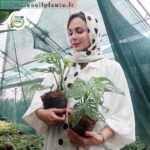 پتوس حصیری هلندی - فروشگاه اینترنتی گل مانلی ( سامیه نظری )