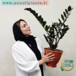 زاموفیلیا بلک ، سطل 7 - فروشگاه اینترنتی گل مانلی ( سامیه نظری )