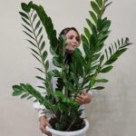 زاموفیلیا سبز بزرگ فروشگاه گل مانلی - فروشگاه اینترنتی گل مانلی ( سامیه نظری )