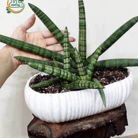 سانسوریا بونسل فروشگاه گل مانلی - فروشگاه اینترنتی گل مانلی ( سامیه نظری )