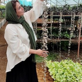 سروپژیا ابلق فروشگاه گل مانلی - فروشگاه اینترنتی گل مانلی ( سامیه نظری )