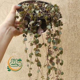 سروپژیا سبز فروشگاه گل مانلی - فروشگاه اینترنتی گل مانلی ( سامیه نظری )