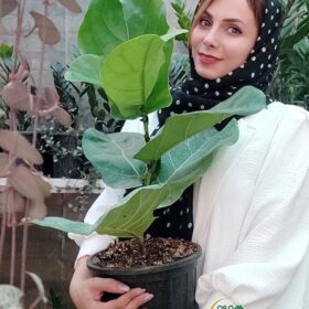 فیکوس لیراتا فروشگاه گل مانلی - فروشگاه اینترنتی گل مانلی ( سامیه نظری )