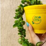 هویا فر - فروشگاه اینترنتی گل مانلی ( سامیه نظری )