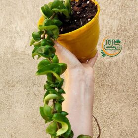 هویا فر - فروشگاه اینترنتی گل مانلی ( سامیه نظری )