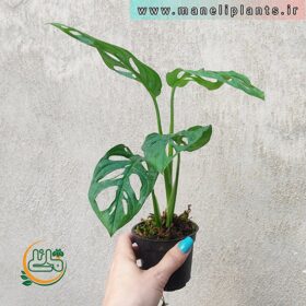 پتوس حصیری فروشگاه گل مانلی - فروشگاه اینترنتی گل مانلی ( سامیه نظری )