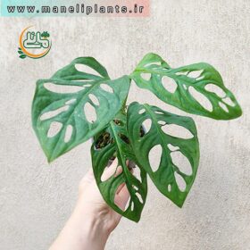 پتوس حصیری فروشگاه گل مانلی - فروشگاه اینترنتی گل مانلی ( سامیه نظری )