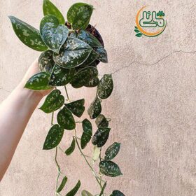 پتوس ساتین پر ریشه فروشگاه گل مانلی - فروشگاه اینترنتی گل مانلی ( سامیه نظری )