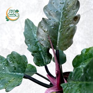 شرایط نگهداری گل فیلودندرون کنگره‌ای - فروشگاه اینترنتی گل مانلی ( سامیه نظری )