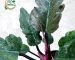 شرایط نگهداری گل فیلودندرون کنگره ای - فروشگاه اینترنتی گل مانلی ( سامیه نظری )