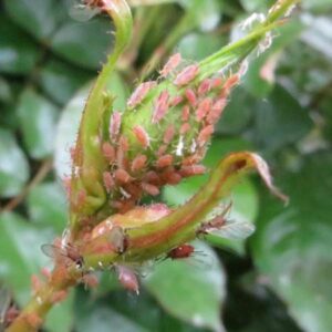 PlantProblem Rose Aphid AphidsOnBud DanlerOSU cropped