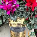 خاک بستر کشت سامیه نظری فروشگاه مانلی فروش انواع خاک