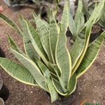 سانسوریا بلک سیلور کراواتی فروشگاه گل مانلی سامیه نظری