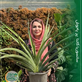 سانسوریا کاتنا ابلق پر پاجوش