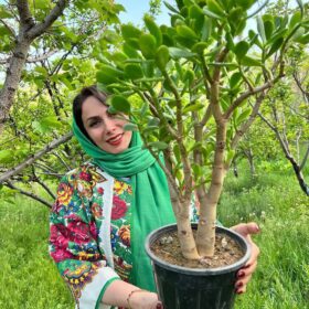 بنسای کراسولا یشم سامیه نظری خرید اینترنتی بنسای فروشگاه گل مانلی