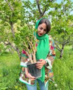 بنسای کراسولا یشم سامیه نظری خرید اینترنتی بنسای فروشگاه گل مانلی