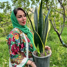 سانسوریا بلک جک پاجوشدار سامیه نظری خرید اینترنتی گل سانسوریا