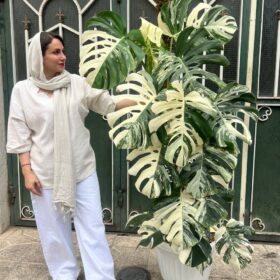 مانسترا ابلق فروشگاه گل مانلی خرید گل آپارتمانی