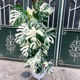 مانسترا ابلق فروشگاه گل مانلی خرید گل آپارتمانی