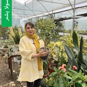 بنسای کراسولا یشم