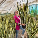 سانسوریا شمشیری ابلق سامیه نظری خرید اینترنتی گل آپارتمانی سانسوریا