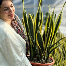 سانسوریا بلک گلد شمشیری