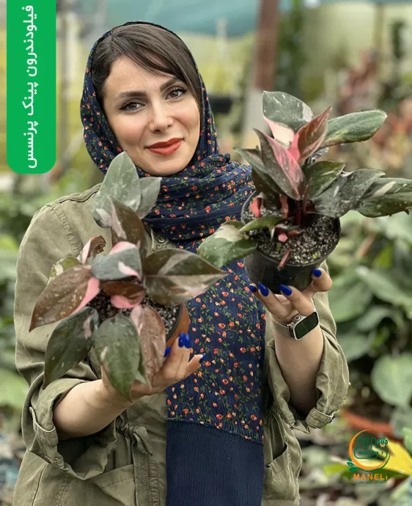 فیلودندرون پینک پرنسس