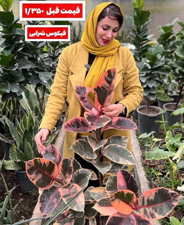 فیکوس شرابی min