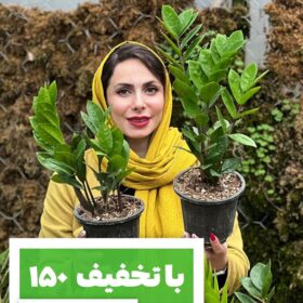 قلمه زاموفیلیا پر برگ