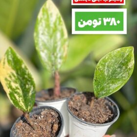 قلمه ساقه زاموفیلیا ابلق تایلندی
