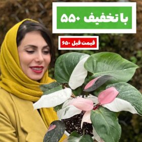 میکس پینک پرنسس و وایت پرنسس
