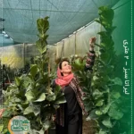 لیراتا سبز 2 متری