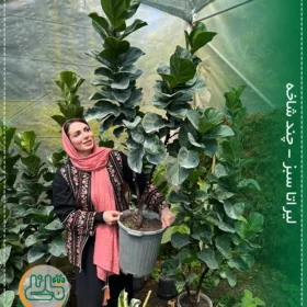 لیراتا سبز چند شاخه 1/70