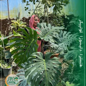 مانسترا دلیسوزا غولپیکر
