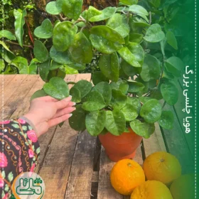 هویا چلسی