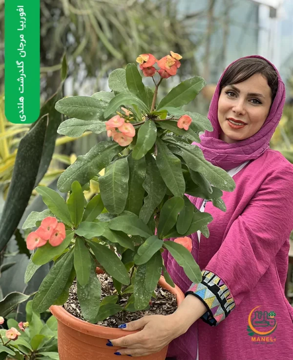 افوربیا مرجان گلدرشت هلندی 2