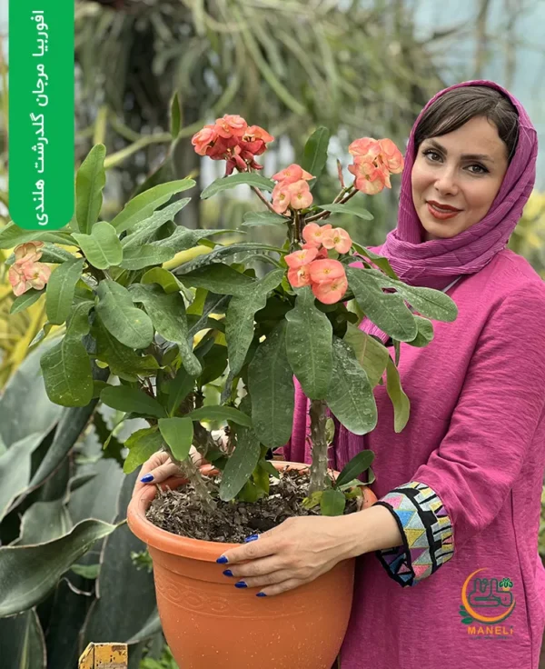 افوربیا مرجان گلدرشت هلندی