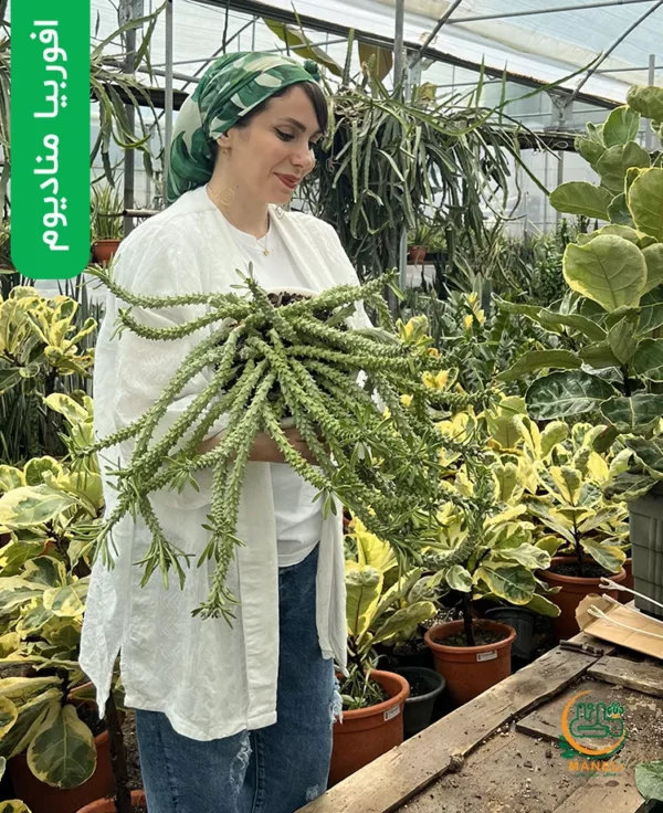 افوربیا منادیوم 500