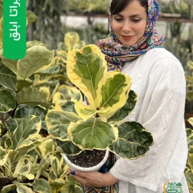 لیراتا ابلق سایز متوسط