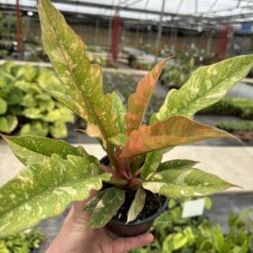 Philodendron Ring of Fire scaled 1